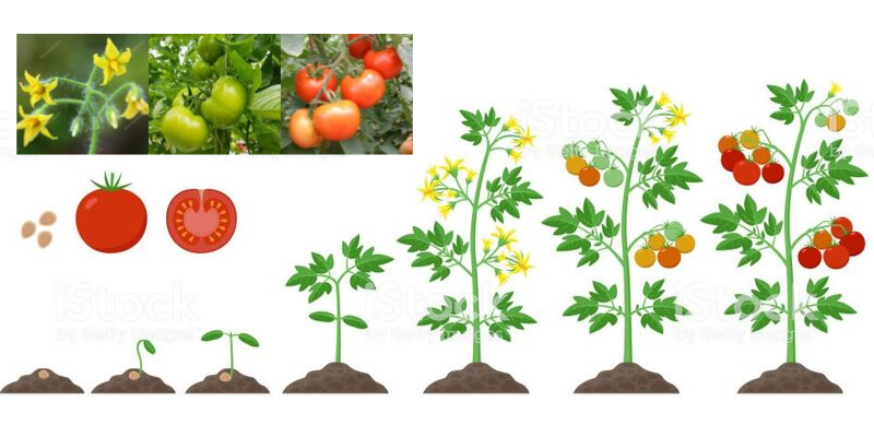 Errores comunes al usar un fertilizante para cultivo de tomate y cómo evitarlos en el campo