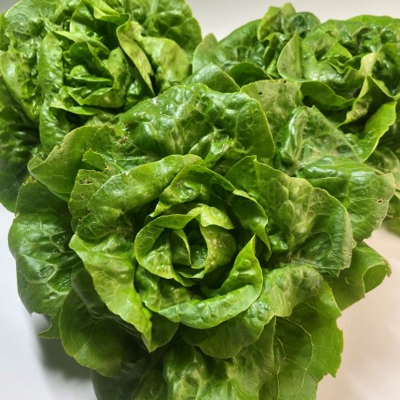 Betanal lechuga